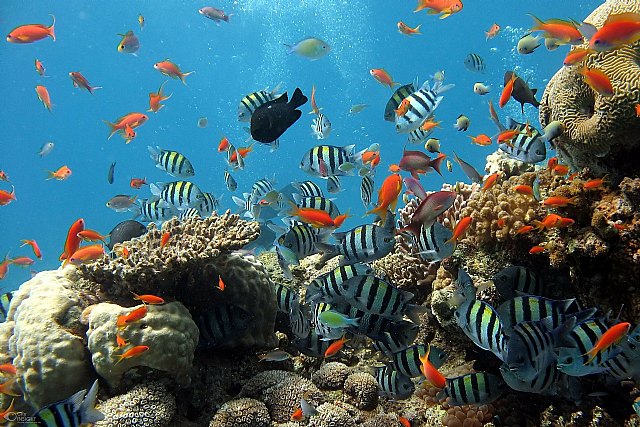 Cómo cuidar de los peces durante ausencias en casa por vacaciones, según los expertos de DeMascotas - 1, Foto 1