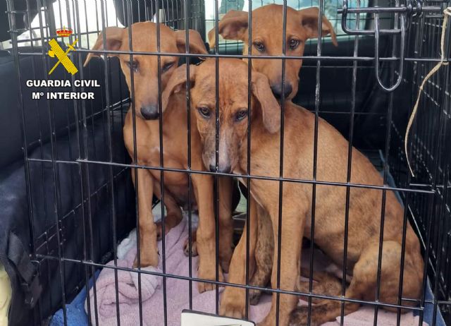 La Guardia Civil investiga a un vecino de Águilas por abandonar a sus perros - 2, Foto 2