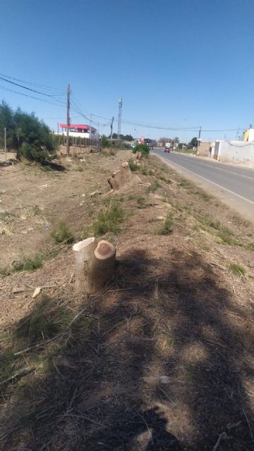 Denuncian la tala salvaje por tercera vez de árboles protegidos en La Palma - 1, Foto 1