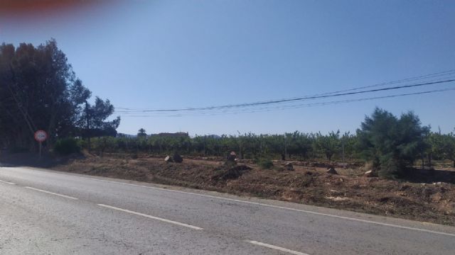 Denuncian la tala salvaje por tercera vez de árboles protegidos en La Palma - 3, Foto 3