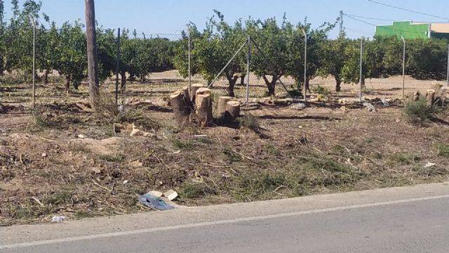 Denuncian la tala salvaje por tercera vez de árboles protegidos en La Palma - 5, Foto 5