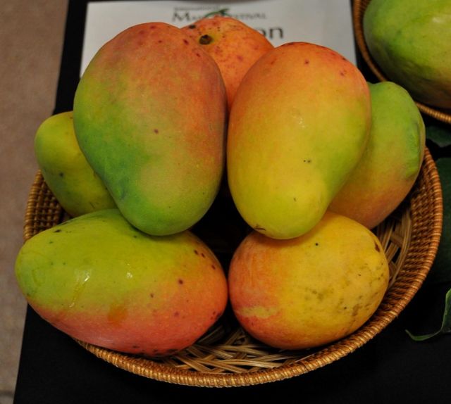 Investigación sobre nuevas variedades de mangos para determinar potencial exportador - 2, Foto 2