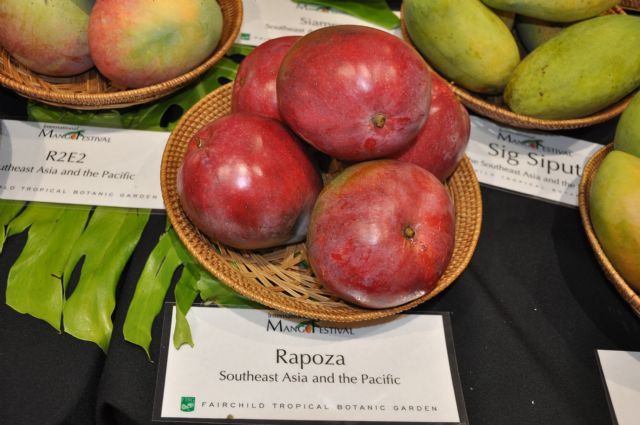 Investigación sobre nuevas variedades de mangos para determinar potencial exportador - 3, Foto 3