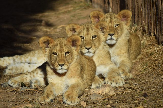 Terra Natura Murcia celebra el primer año de Makhulu, Silbán e Irati - 1, Foto 1