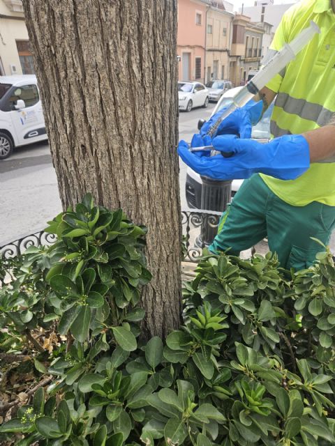 Medio Ambiente implementa un tratamiento de endoterapia vegetal para galeruca del olmo - 2, Foto 2