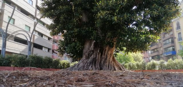 El prestigioso experto arbolista, Gerard Passola, revisa el ficus de Santo Domingo para garantizar su correcto cuidado y recuperación - 1, Foto 1