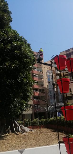 El prestigioso experto arbolista, Gerard Passola, revisa el ficus de Santo Domingo para garantizar su correcto cuidado y recuperación - 3, Foto 3