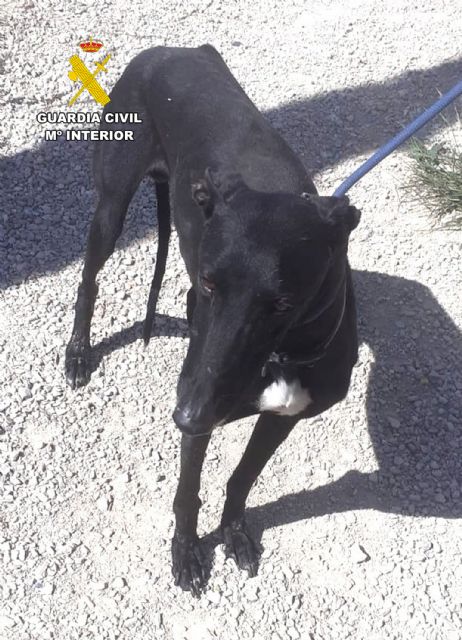 La Guardia Civil investiga en Lorca al propietario de un galgo y a un veterinario por certificar su muerte cuando estaba desaparecido La Guardia Civil investiga en Lorca al propietario de un galgo y a un veterinario por certificar su muerte cuando estaba desaparecido