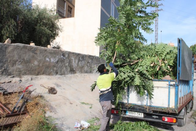 La magnitud de la vegetación en la Rambla de las Chatas de Lorca obliga al uso de motosierras - 1, Foto 1