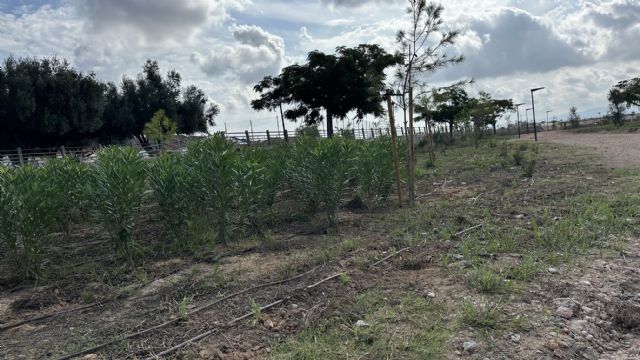 La renaturalización de 1,4 kilómetros de la Rambla Sur de Torre-Pacheco reduce el riesgo de inundaciones para más de 8.600 habitantes La renaturalización de 1,4 kilómetros de la Rambla Sur de Torre-Pacheco reduce el riesgo de inundaciones para más de 8.600 habitantes