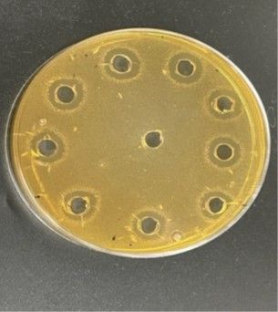 El CTNC lidera un proyecto de investigación para sustituir aditivos químicos alimentarios por bioconservantes - 1, Foto 1