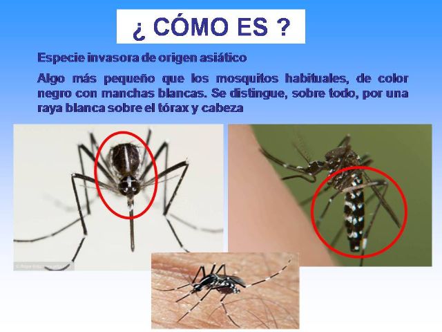 El Ayuntamiento intensifica su campaña de concienciación contra el mosquito tigre - 3, Foto 3