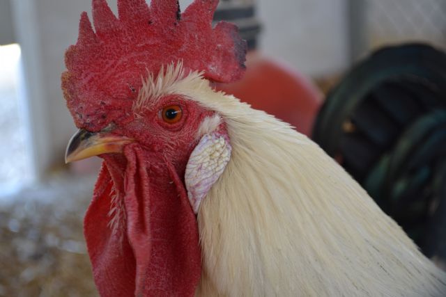 Novecientos euros para el ganador de la mejor receta de cocina con gallina murciana - 1, Foto 1