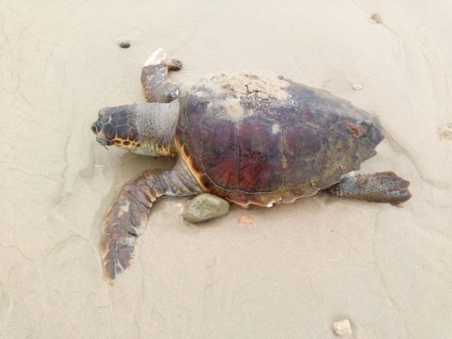 Encuentran los restos de un frailecillo y una tortuga boba en la playa de Las Mil Palmeras - 1, Foto 1