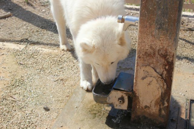 MC exigirá mejoras para el abandonado parque canino de Barrio Peral - 5, Foto 5