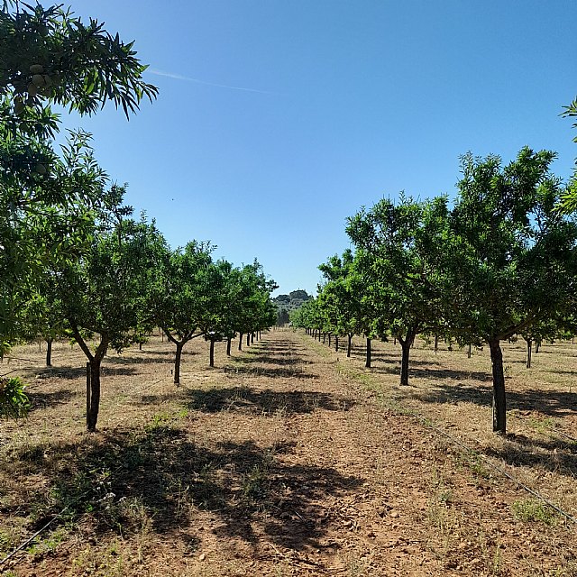 LAINCO comienza en Mallorca los ensayos de SENSATIO®, la solución contra Xylella fastidiosa - 1, Foto 1