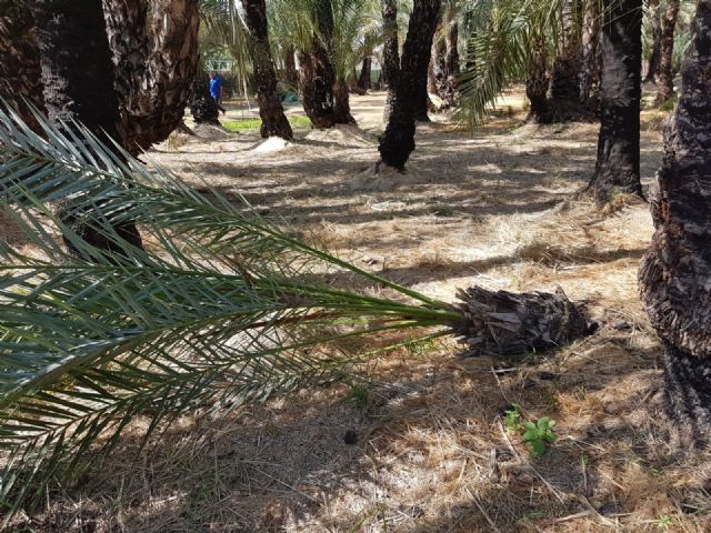 Cs exige mayores medidas de vigilancia y protección sobre el Palmeral de Zaraíche tras la aparición de dos ejemplares en mal estado - 3, Foto 3