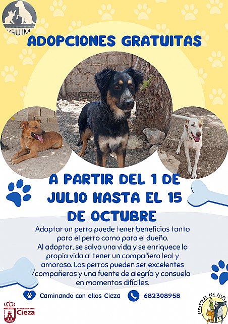 El Ayuntamiento lanza una campaña de adopciones gratuitas de mascotas - 1, Foto 1