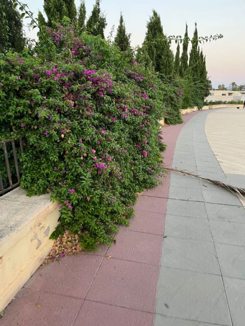 Fructuoso: Ballesta debería acabar con el Plan Postureo y ponerse a trabajar de verdad para acabar, entre otros, con la dejadez y suciedad que presenta el Paseo del Malecón - 3, Foto 3