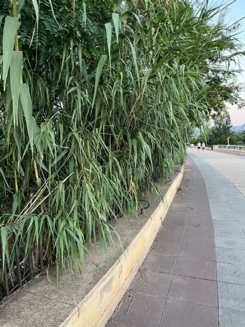 Fructuoso: Ballesta debería acabar con el Plan Postureo y ponerse a trabajar de verdad para acabar, entre otros, con la dejadez y suciedad que presenta el Paseo del Malecón - 5, Foto 5