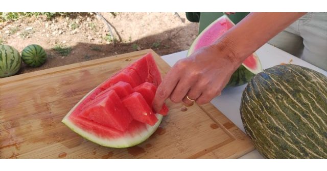 Los productores españoles de melón y sandía celebran la recuperación de la normalidad en el campo y la reactivación del consumo en agosto - 1, Foto 1