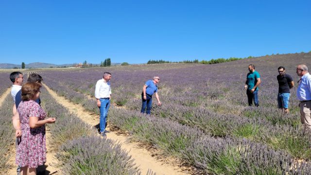 La investigación sobre las plantas aromáticas contribuye a convertirlas en un cultivo de interés para fijar población en zonas rurales - 1, Foto 1