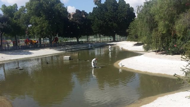 El Ayuntamiento finaliza las labores de acondicionamiento del lago de Fofó en Murcia - 2, Foto 2