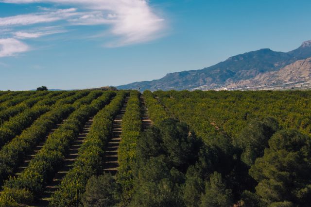 Bollo Natural Fruit eleva su facturación hasta los 500 millones de euros con la vista puesta en nuevos mercados y productos - 2, Foto 2