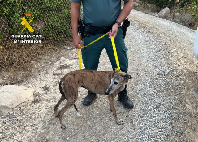 La Guardia Civil investiga a un vecino de Las Torres de Cotillas por el abandono de una perra y sus ocho cachorros - 1, Foto 1