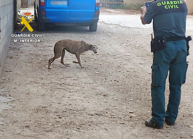 La Guardia Civil investiga a un vecino de Las Torres de Cotillas por el abandono de una perra y sus ocho cachorros - 2, Foto 2