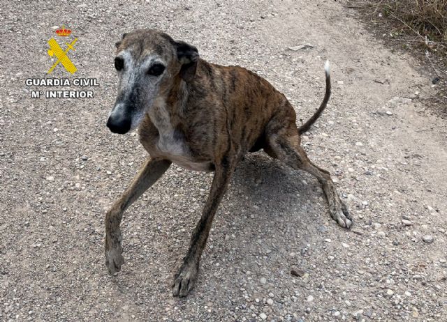 La Guardia Civil investiga a un vecino de Las Torres de Cotillas por el abandono de una perra y sus ocho cachorros - 3, Foto 3