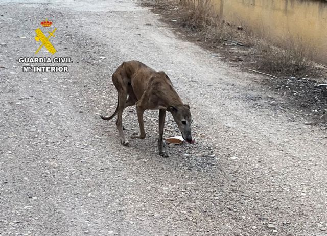 La Guardia Civil investiga a un vecino de Las Torres de Cotillas por el abandono de una perra y sus ocho cachorros - 4, Foto 4