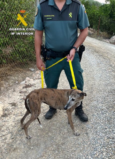 La Guardia Civil investiga a un vecino de Las Torres de Cotillas por el abandono de una perra y sus ocho cachorros - 5, Foto 5