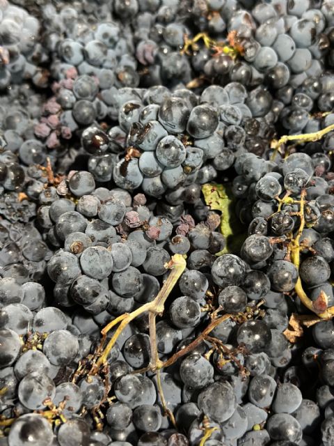 Presentación de los nuevos vinos ‘Tres Monastrells’ y ‘Entre Naranjos & Limoneros’ en la Bodega Madrid Romero de Torre Pacheco - 4, Foto 4