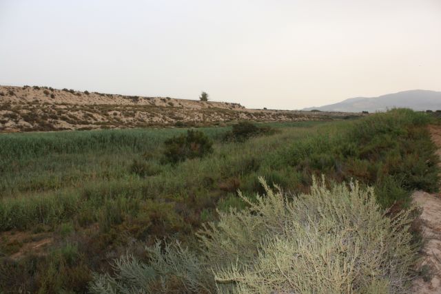 La Comunidad actúa para mejorar el Espacio Natural Protegido de los Saladares del Guadalentín en Alhama de Murcia - 1, Foto 1