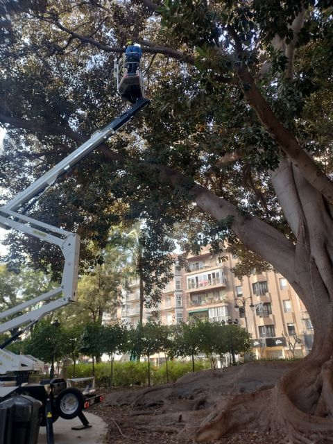 Los 10 ficus del jardín de Floridablanca se someten a una revisión integral realizada por trepadores cualificados - 2, Foto 2