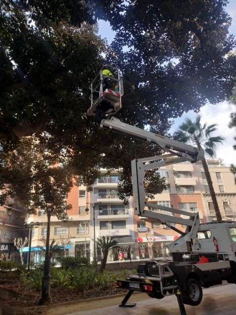 Los 10 ficus del jardín de Floridablanca se someten a una revisión integral realizada por trepadores cualificados - 3, Foto 3