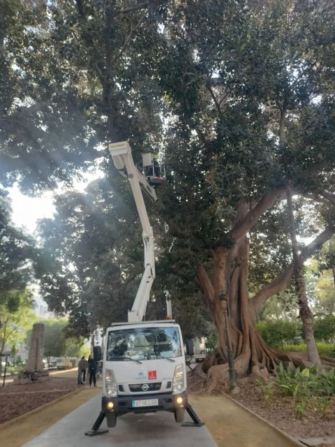 Los 10 ficus del jardín de Floridablanca se someten a una revisión integral realizada por trepadores cualificados - 4, Foto 4