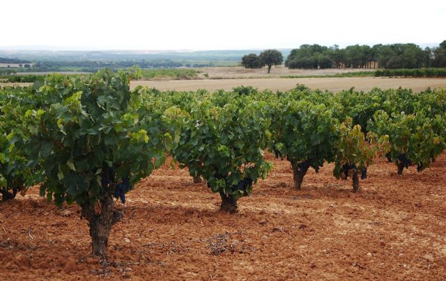 Unión de Uniones denuncia que el Programa de Apoyo al Sector Vitivinícola Español dejó sin ejecutar otros 30 millones de euros en 2023 y ya suma 45 millones en las últimas dos campañas - 1, Foto 1