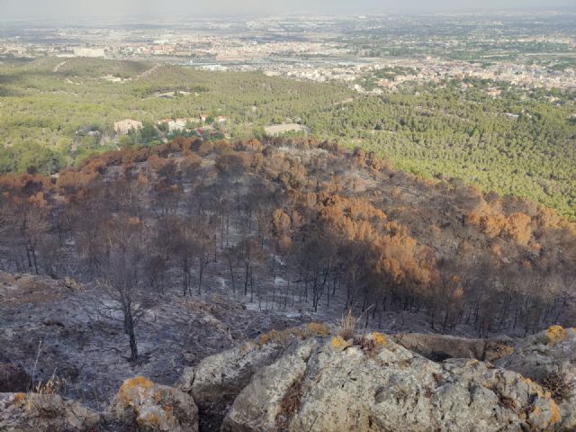 La Comunidad regenera la zona forestal de El Cabezo de El Palomar en el Parque Regional de El Valle y Carrascoy - 2, Foto 2