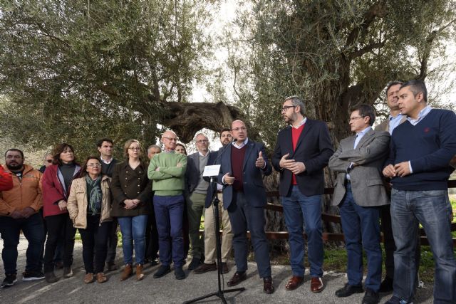 El PP divulga la Ley de Patrimonio Arbóreo Monumental de la Región pionera en España - 1, Foto 1