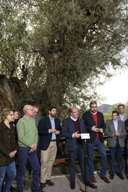 El PP divulga la Ley de Patrimonio Arbóreo Monumental de la Región pionera en España - 3, Foto 3