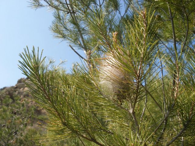 El PSOE pide a Ayuntamiento y CARM que intensifiquen de forma urgente la campaña para combatir la plaga de oruga procesionaria e insectos perforadores - 2, Foto 2