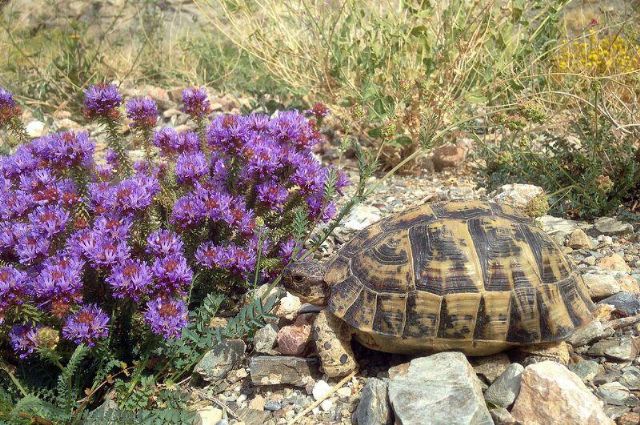 Algunas imágenes de Fauna Catalogada, Foto 1