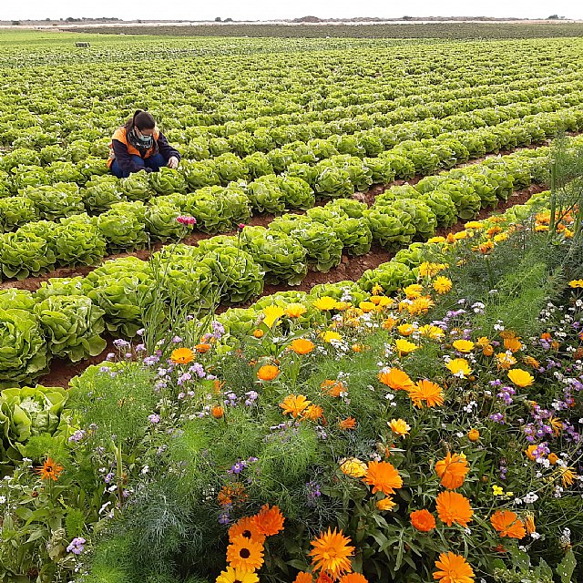 Florette promueve una conciliación laboral equitativa en el sector agroalimentario - 2, Foto 2