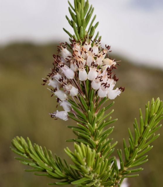 El Gobierno regional entra en el Consorcio Europeo para la restauración de la biodiversidad a través del proyecto FLoRE - 1, Foto 1