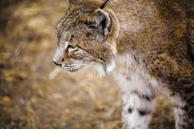 El plan de sensibilización del lince llegará a 1.300 vecinos de las pedanías altas de Lorca - 1, Foto 1