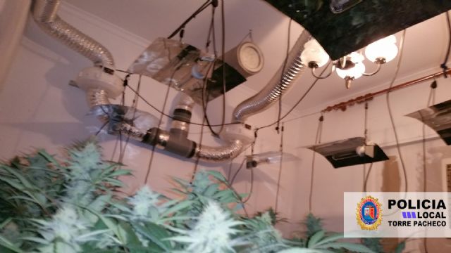 La Policía Local de Torre Pacheco desmantela un punto de cultivo y producción de marihuana - 2, Foto 2