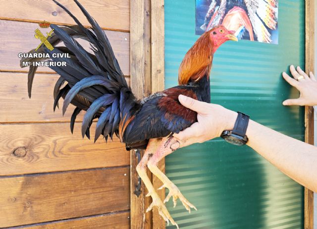 Frustrada una pelea de gallos en una finca agrícola de Murcia - 3, Foto 3