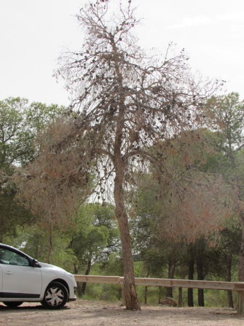 Ahora Murcia denuncia el estado de dejadez del Parque Regional de Carrascoy - 3, Foto 3